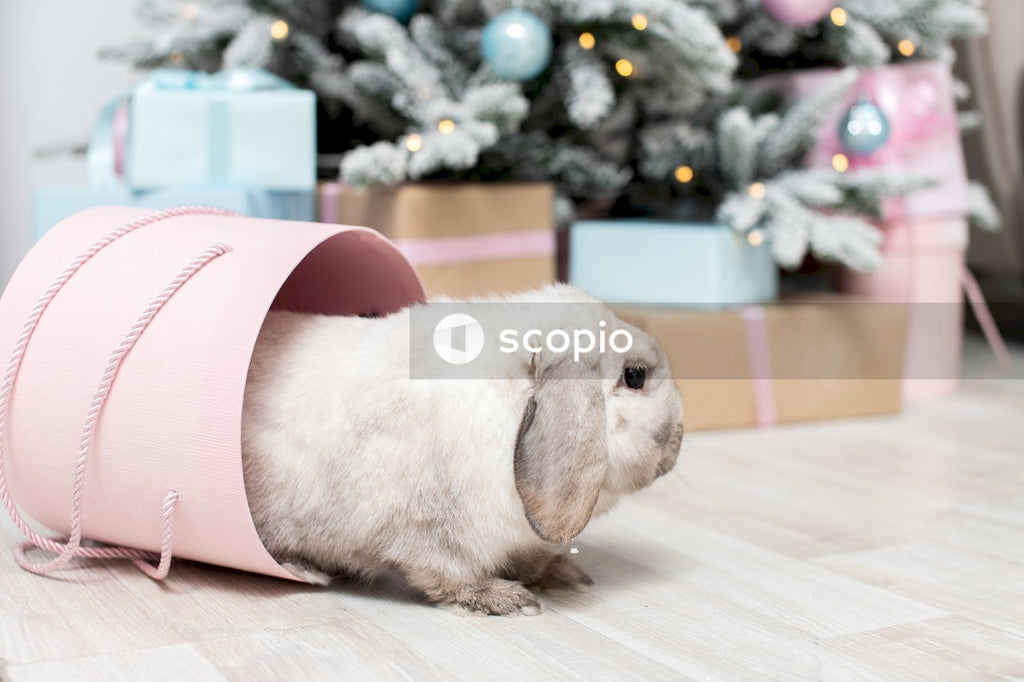 White rabbit on pink pet bed