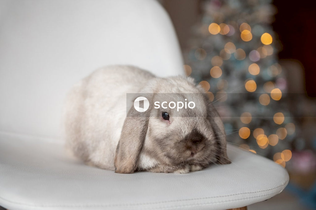White rabbit on white textile