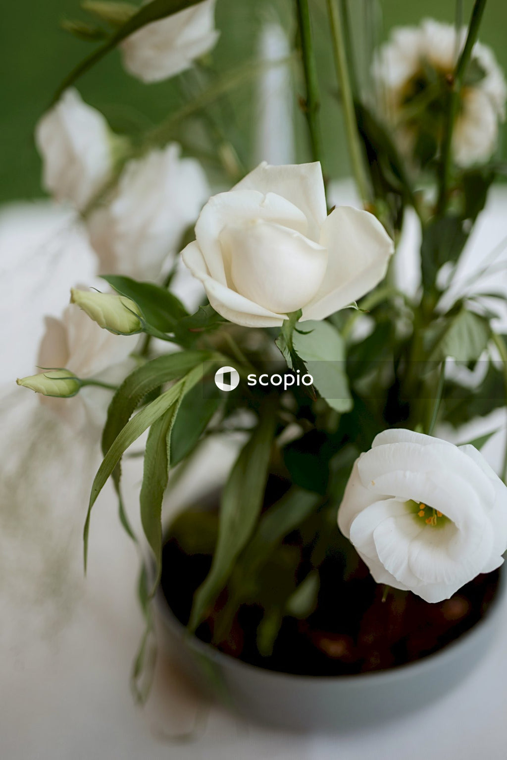 White roses in bloom