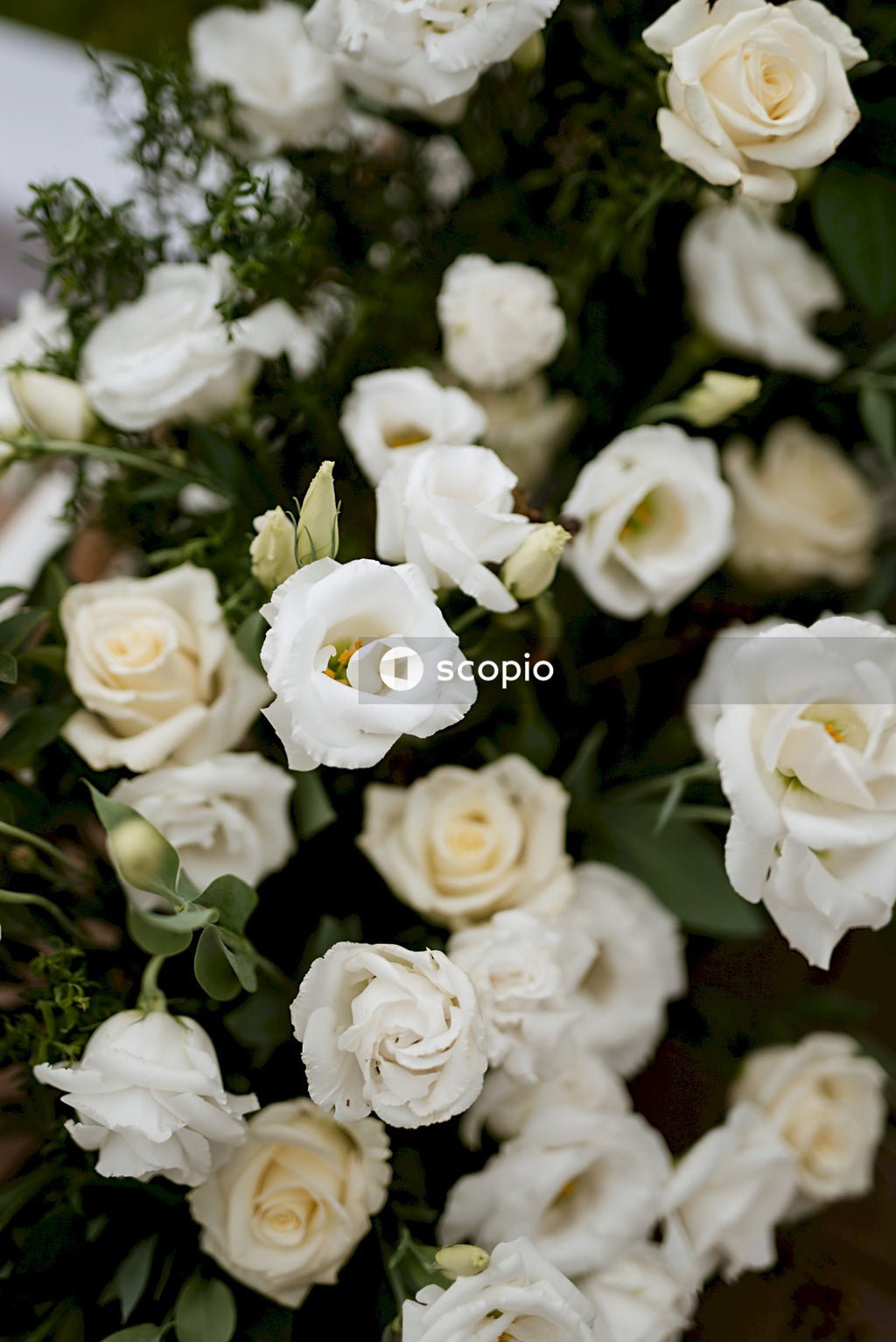 White roses in close up