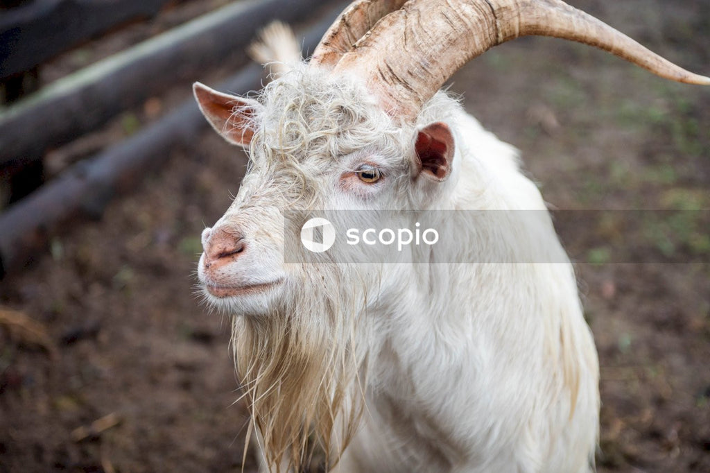 White sheep on brown soil