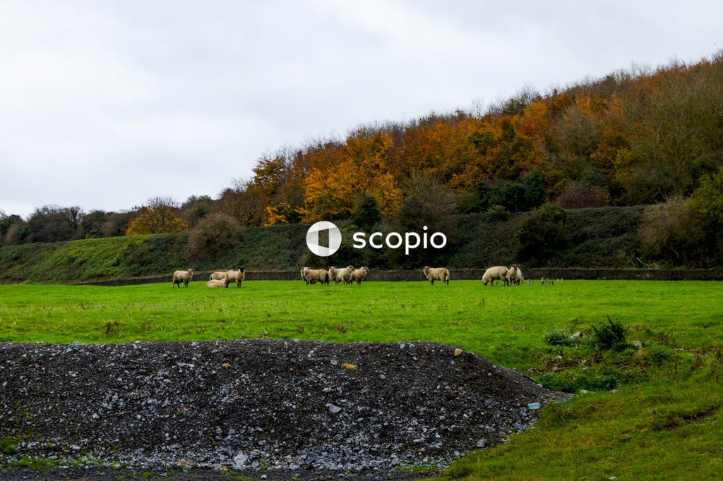White sheep on green grass field