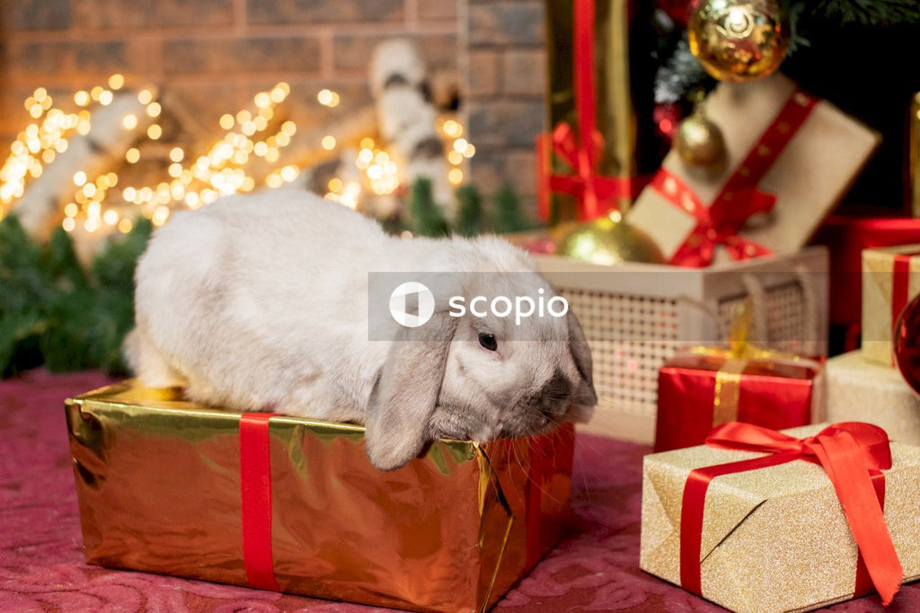 White short coated medium sized dog on red and brown gift box