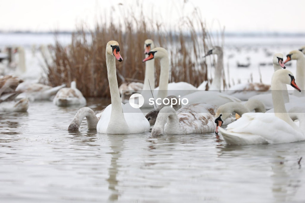 White swan on water