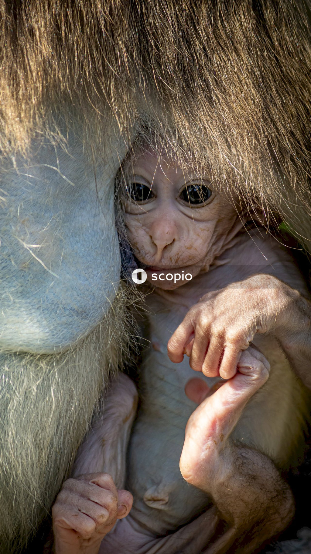 Woman in white tank top hugging brown monkey