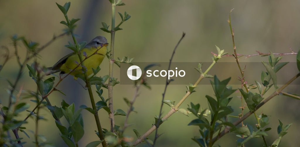 Yellow and black bird on green plant