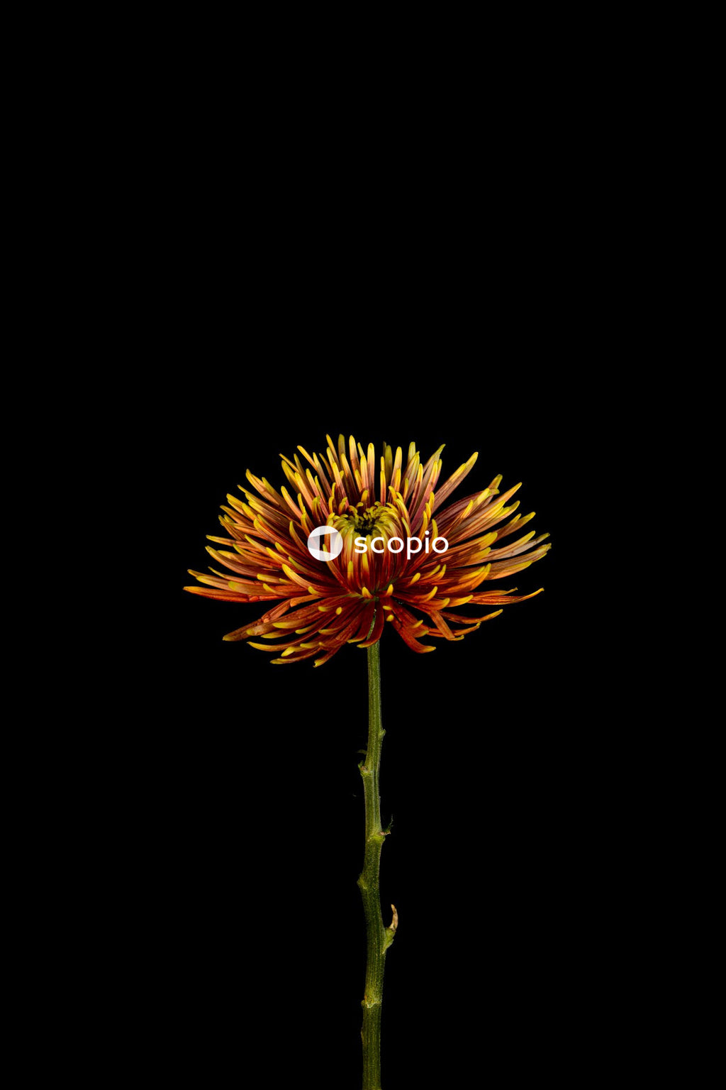 Yellow and green flower in black background