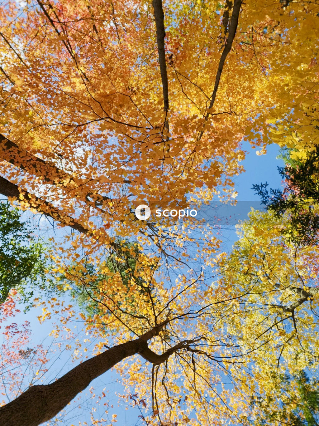 Yellow and green leaves tree under blue sky