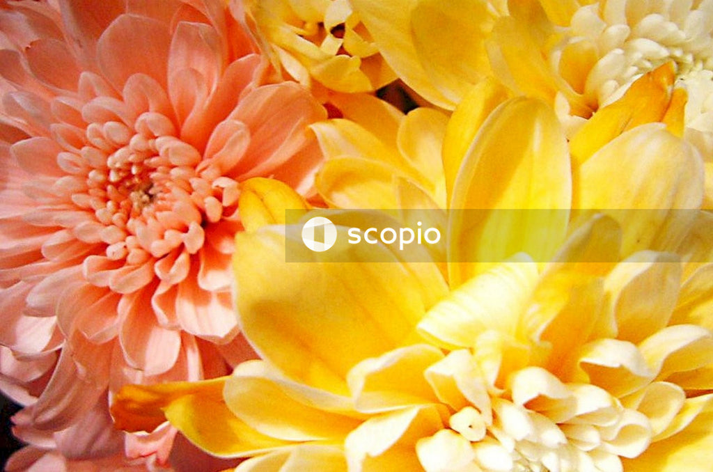 Yellow and pink flower petals