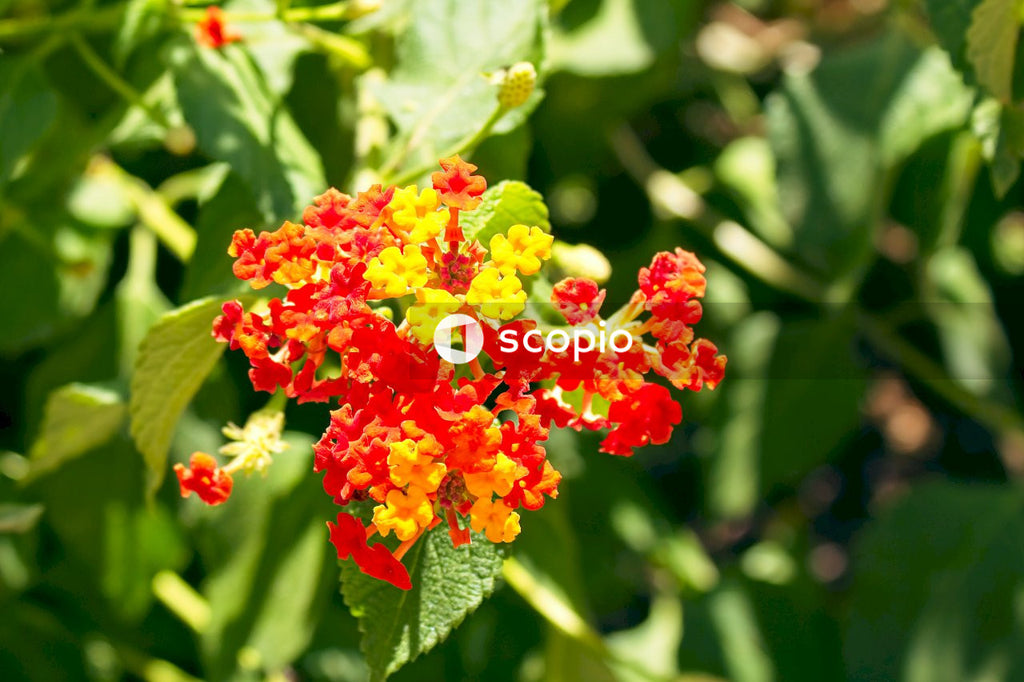 Yellow and red flower in tilt shift lens