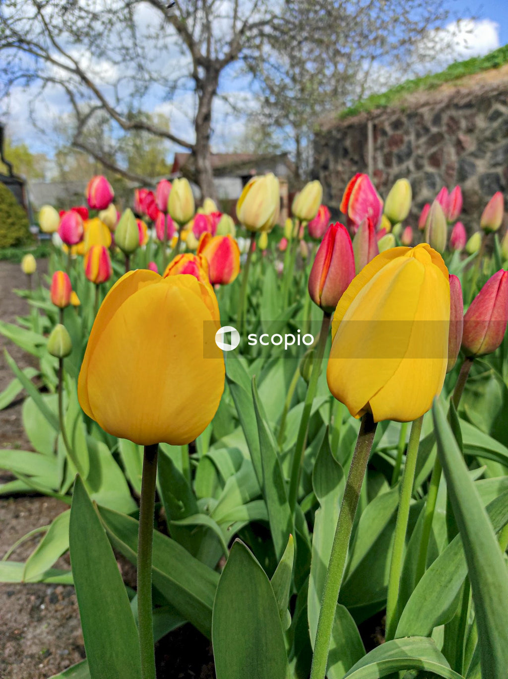 Yellow and red tulips in bloom