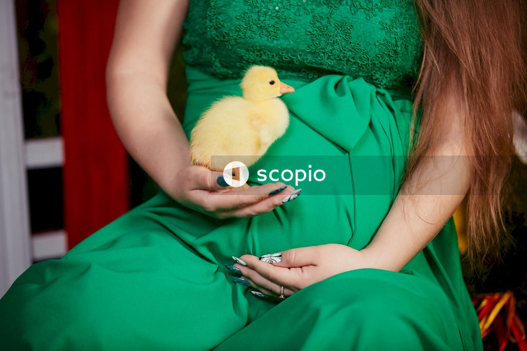 Yellow chick on persons hand