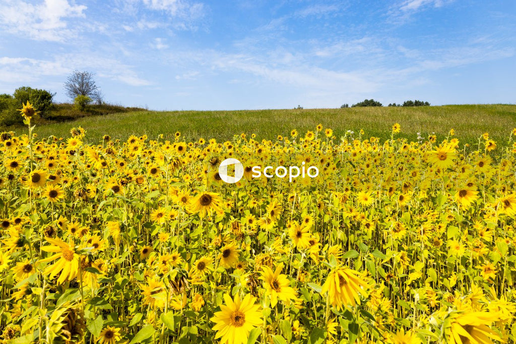 Yellow flower field under blue sky