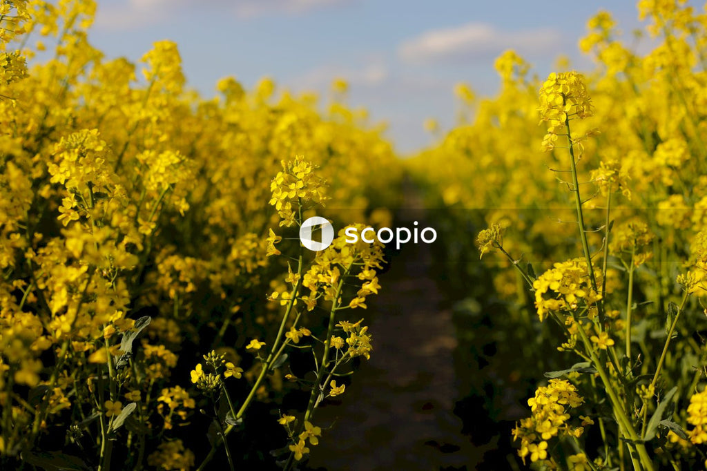 Yellow flower field under blue sky