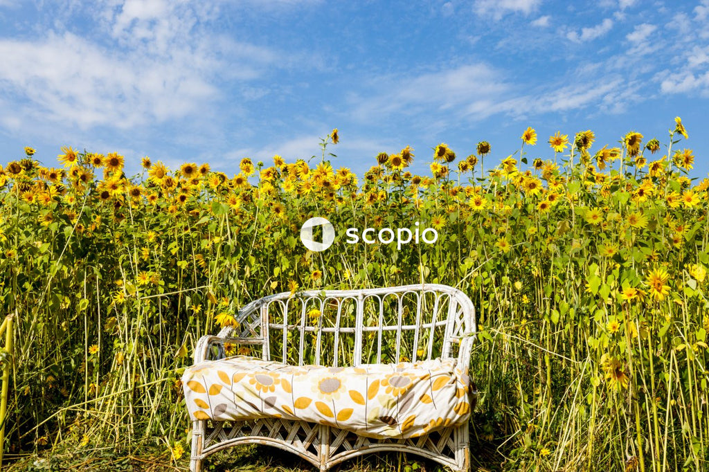 Yellow flower field under blue sky