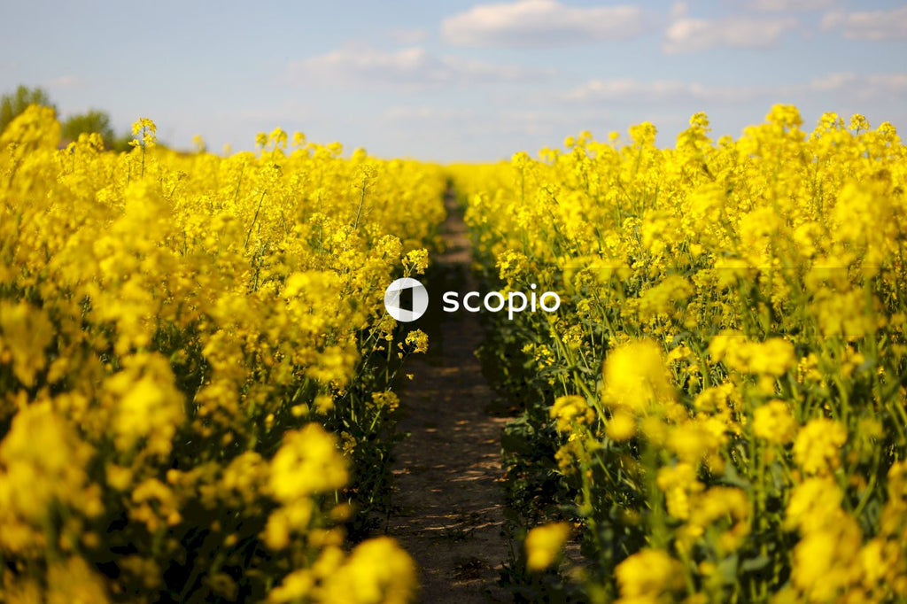 Yellow flower field under blue sky