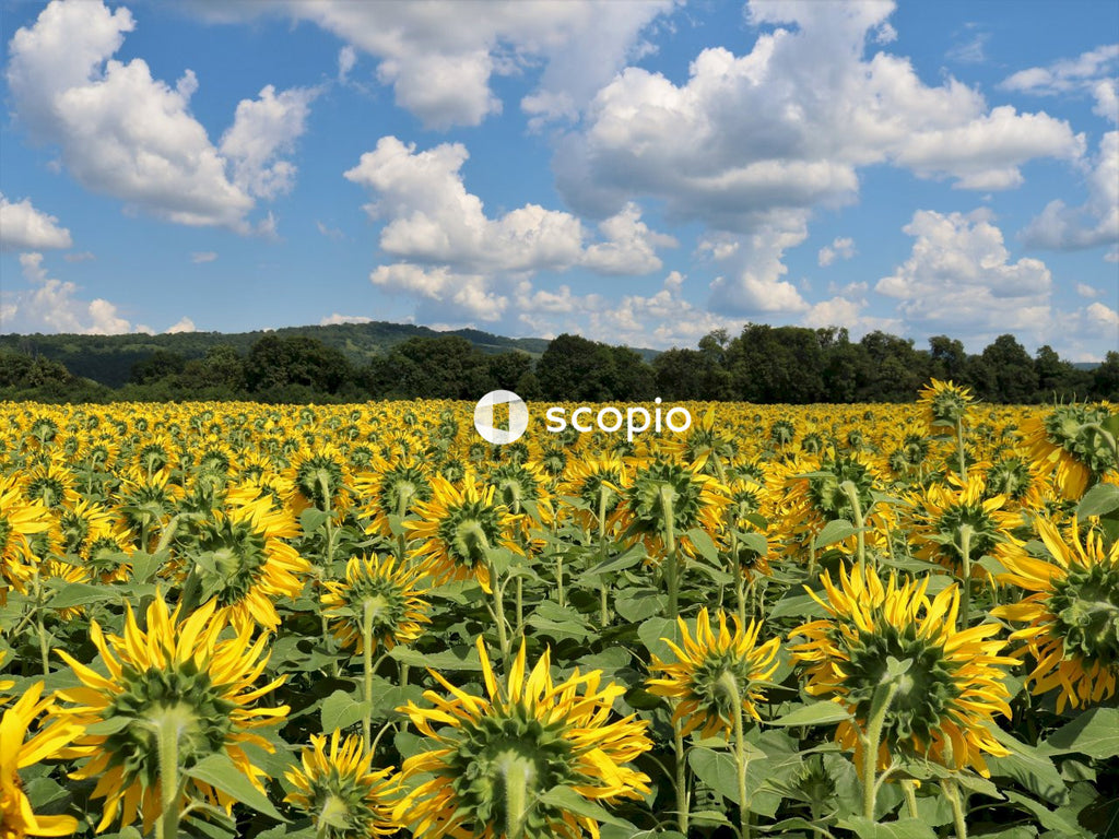 Yellow flower field under blue sky