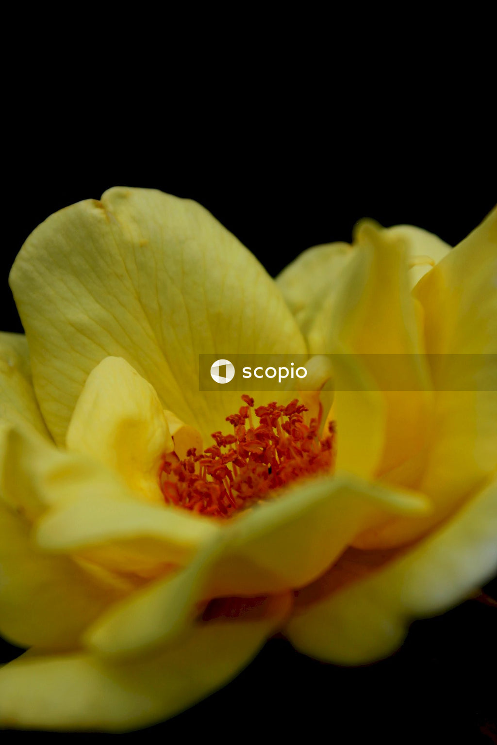 Yellow flower in macro shot