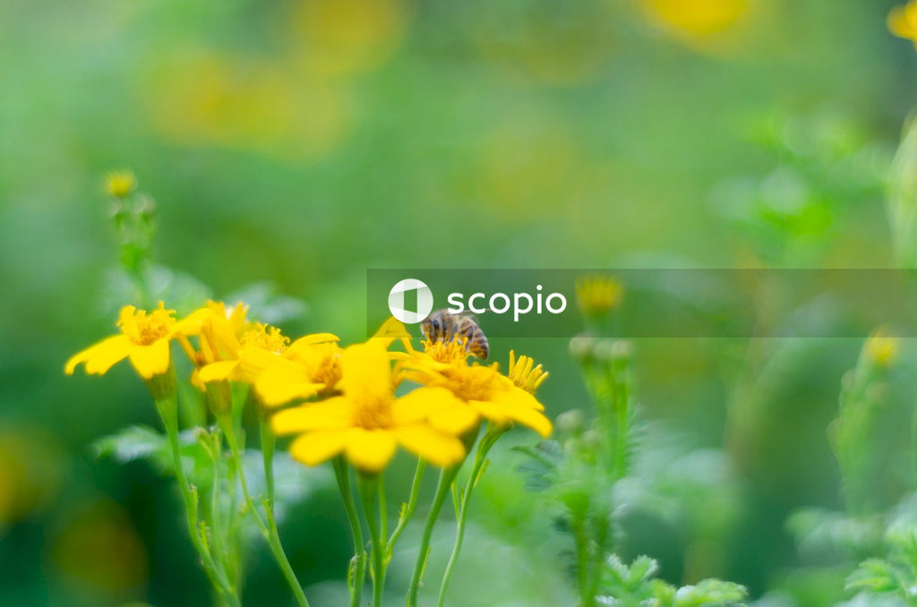 Yellow flower in tilt shift lens