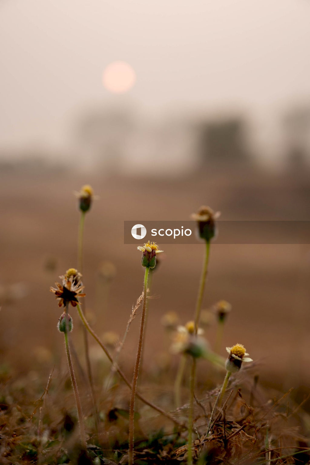 Yellow flower in tilt shift lens