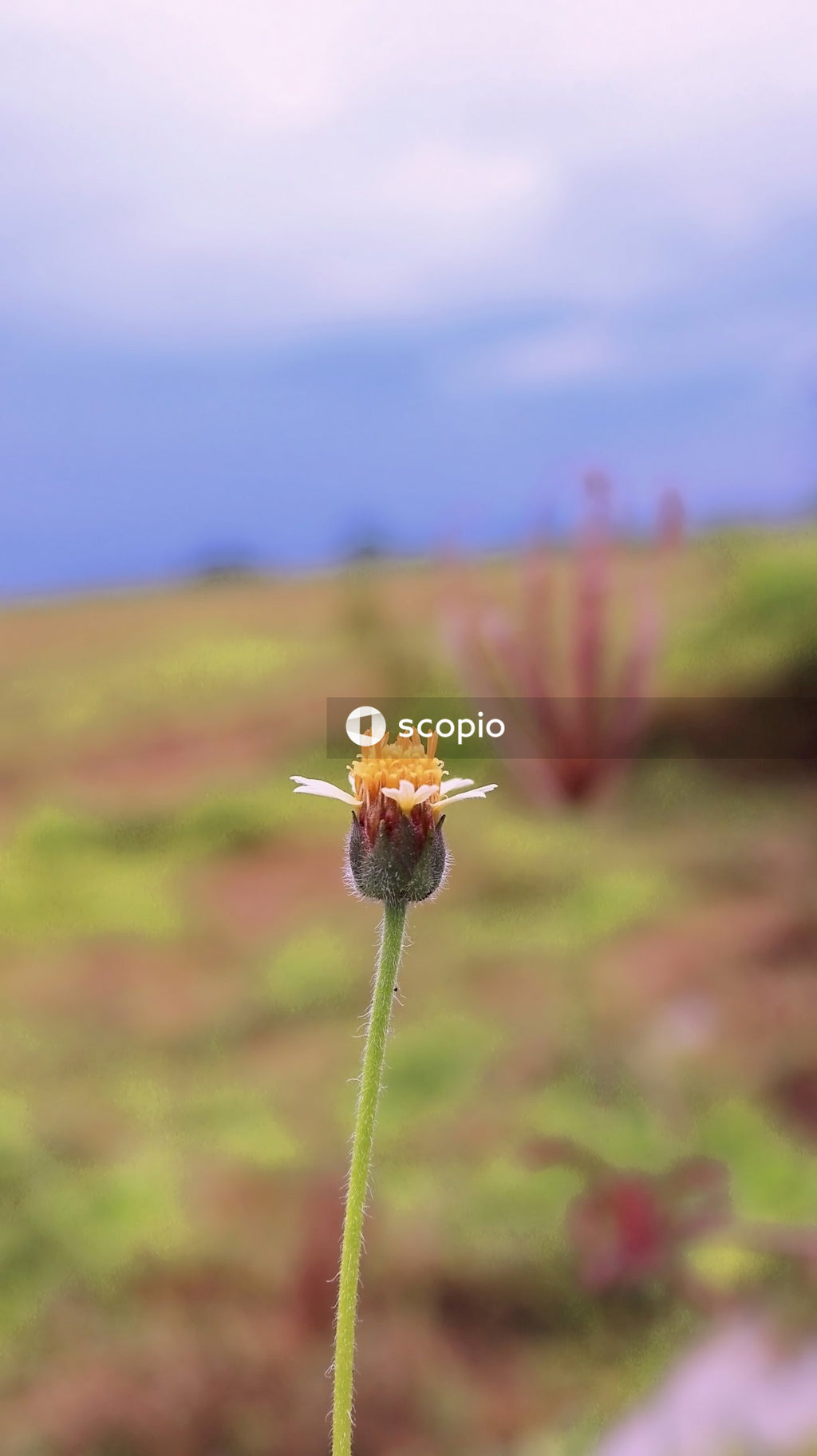 Yellow flower in tilt shift lens