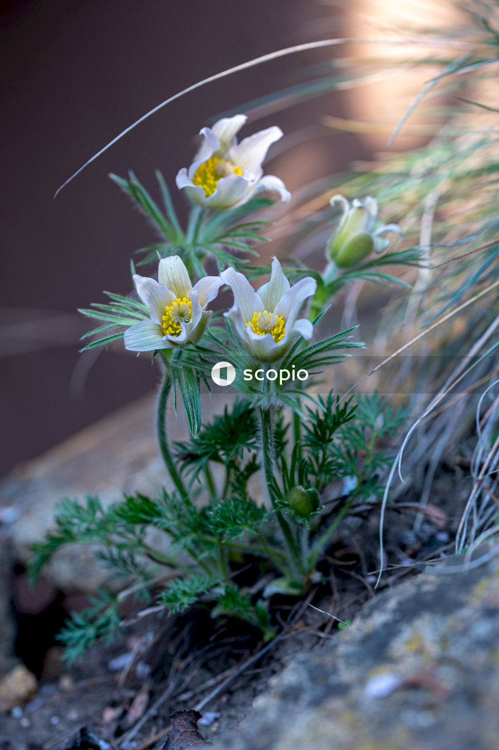 Yellow flower on brown soil