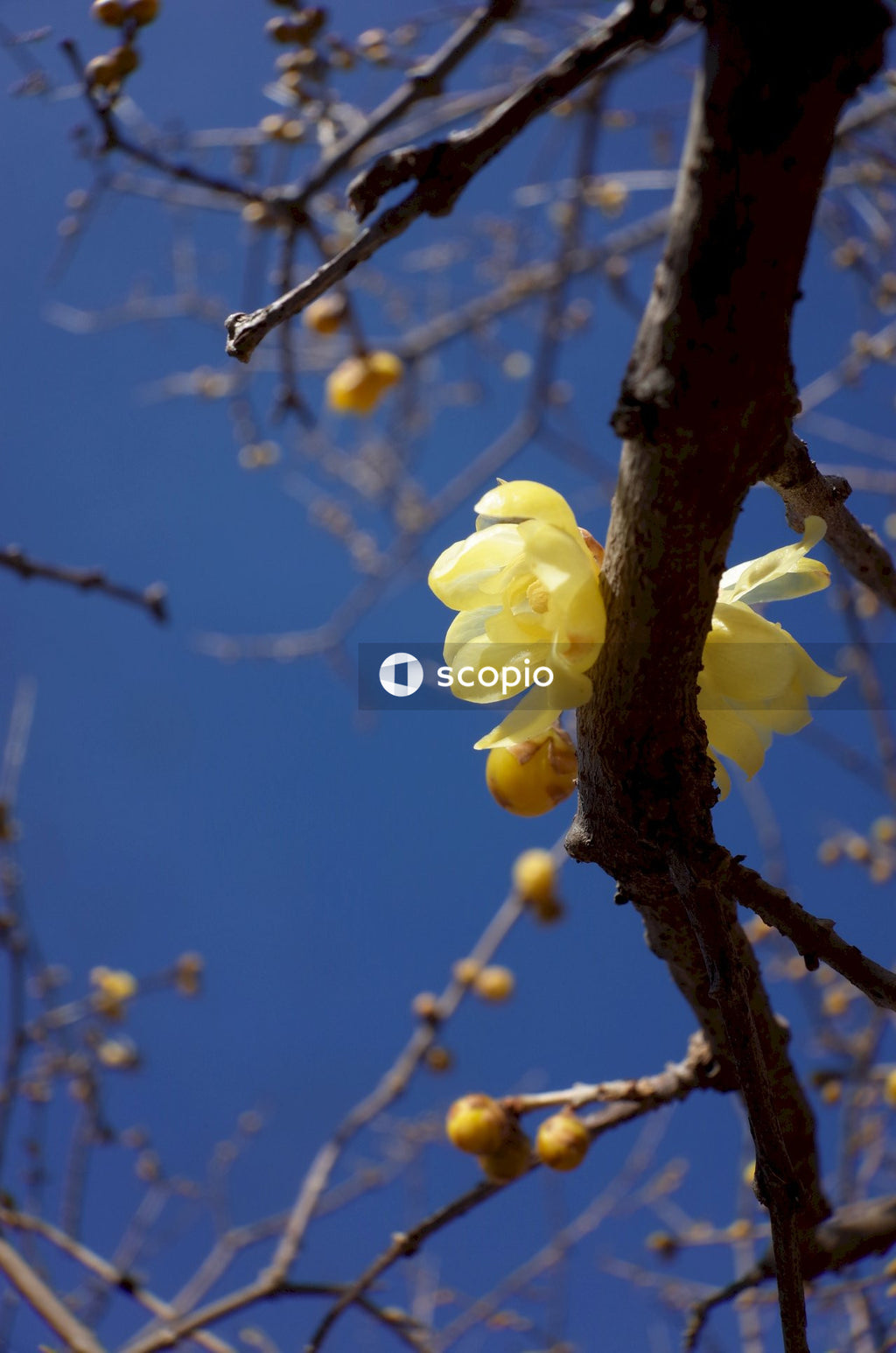 Yellow flower on brown tree branch