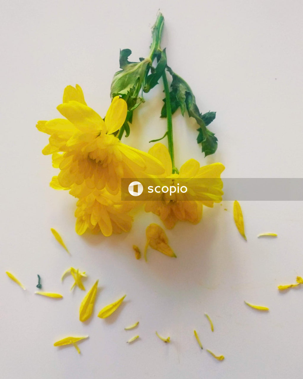 Yellow flower on white table
