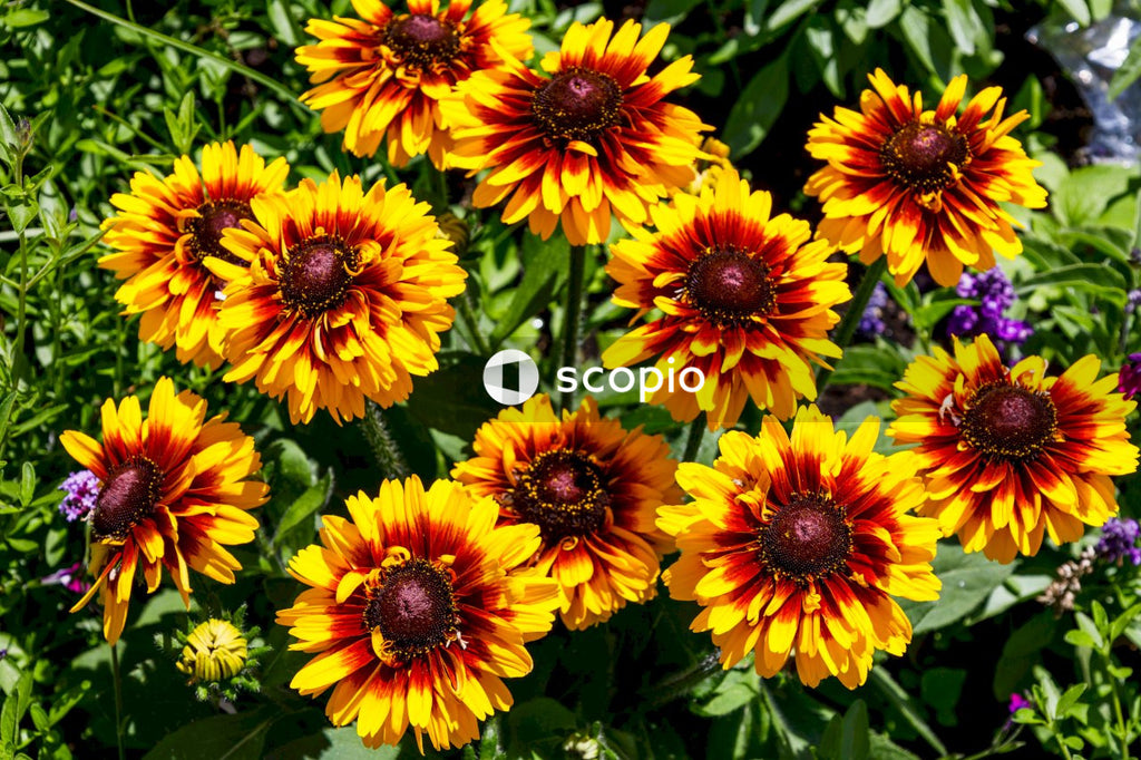 Yellow flowers with green leaves