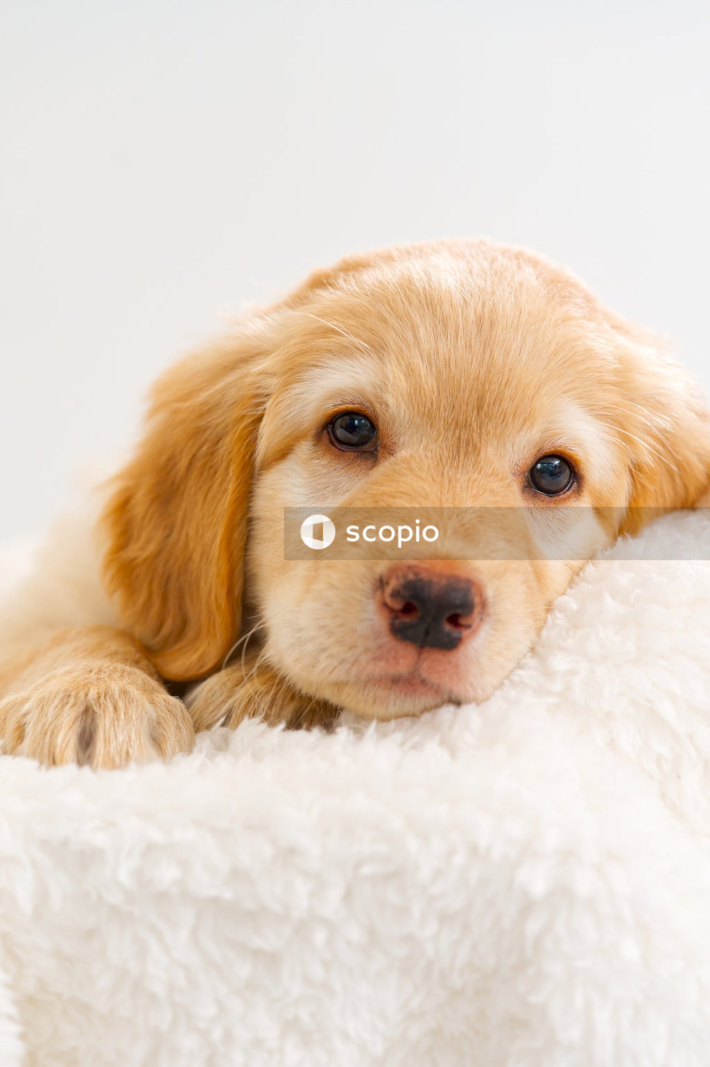 Yellow labrador retriever puppy on white textile