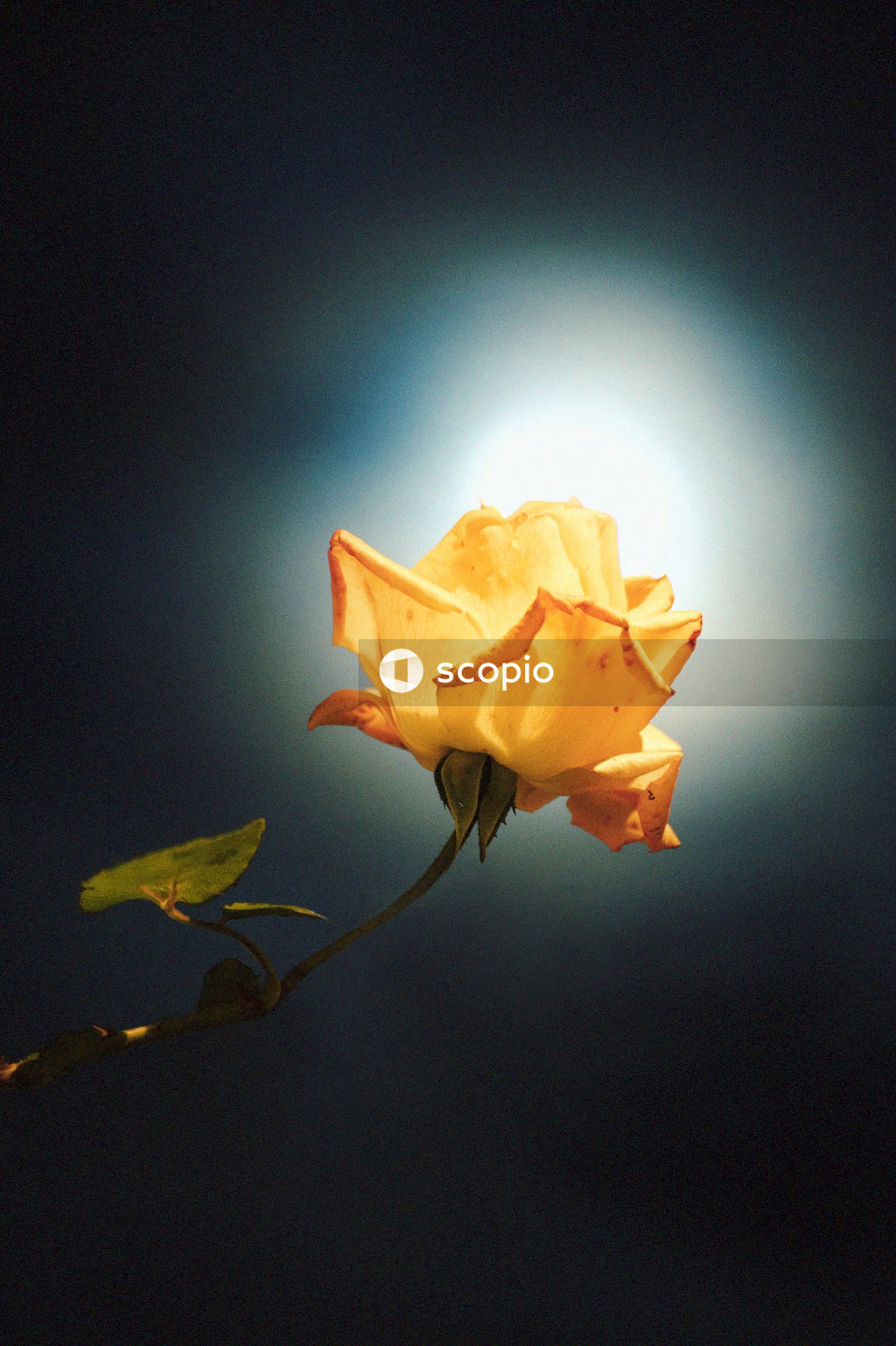 Yellow rose in bloom