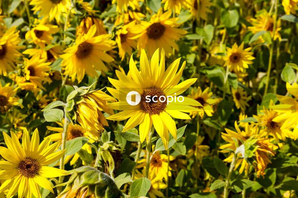 Yellow sunflower field