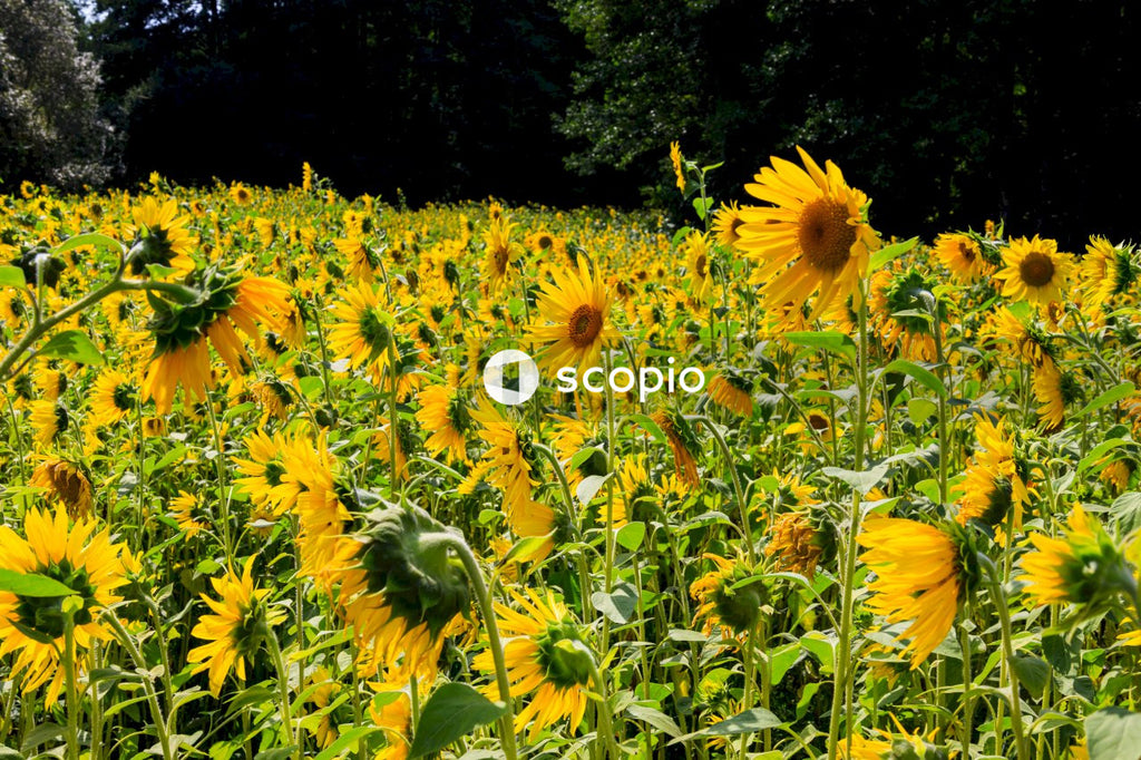 Yellow sunflower field