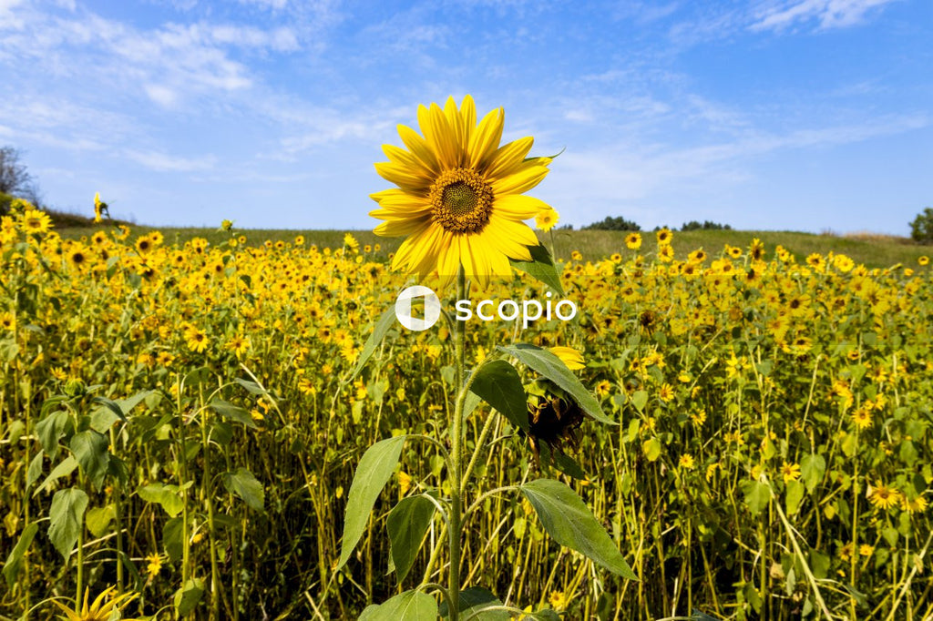 Yellow sunflower field under blue sky
