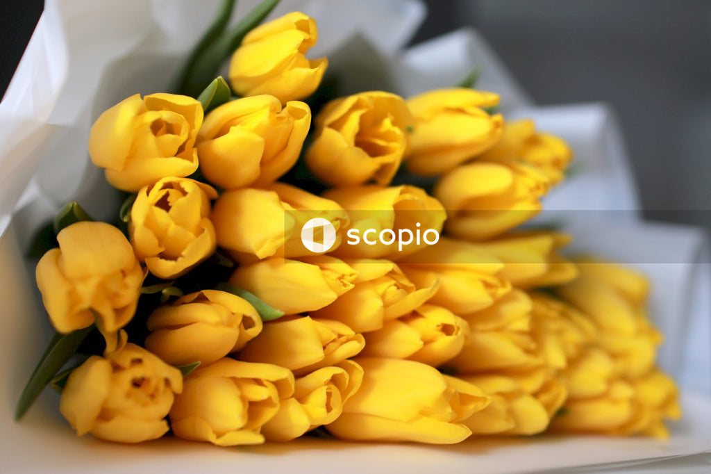 Yellow tulips bouquet on white paper