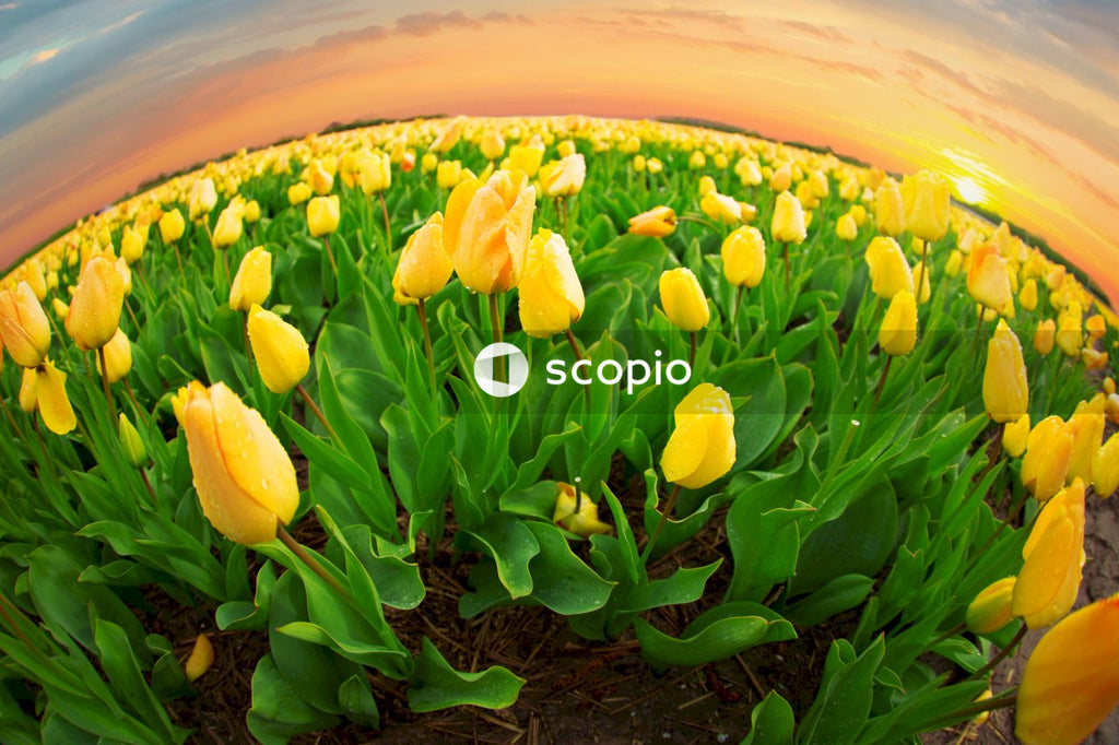 Yellow tulips in brown clay pot